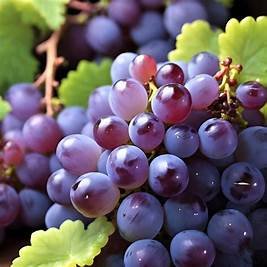 Grapes best fruit for improving body defense mechanism